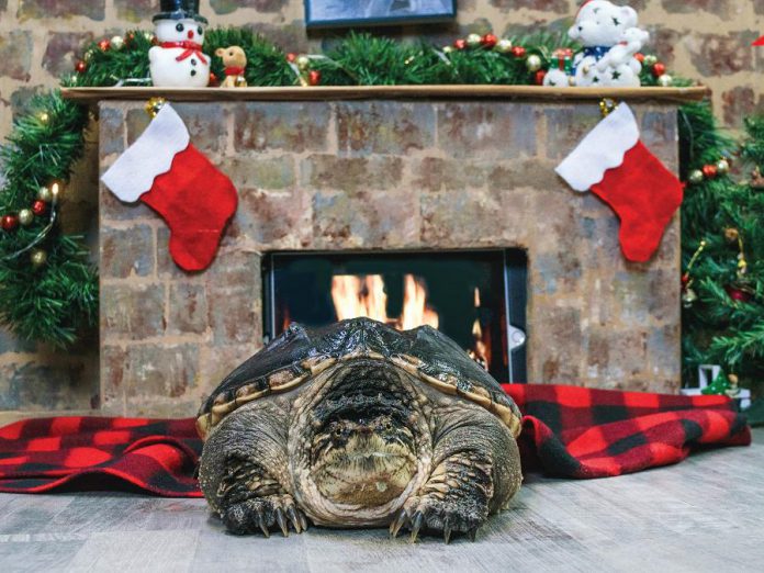 The 2021 Turtle Guardians calendar includes fun-filled turtle photos and educational quotes, with all proceeds from the sale of the calendar supporting the protection and care of Ontario's turtles. (Photo: Turtle Guardians / The Land Betweeen)