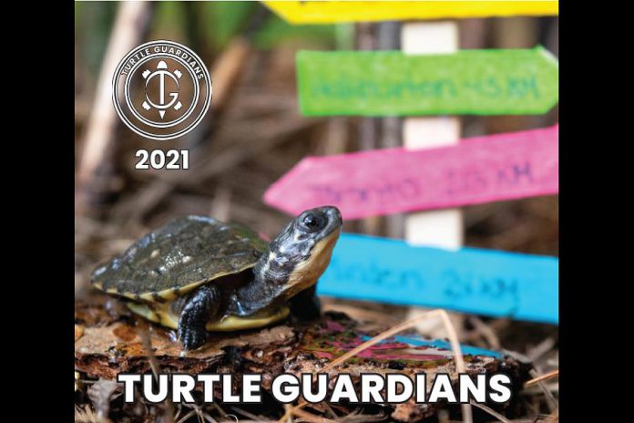 Designed by Jaime Kearnan, the 2021 Turtle Guardians calendar is available for an early bird price of $15. (Photo: Turtle Guardians / The Land Between)