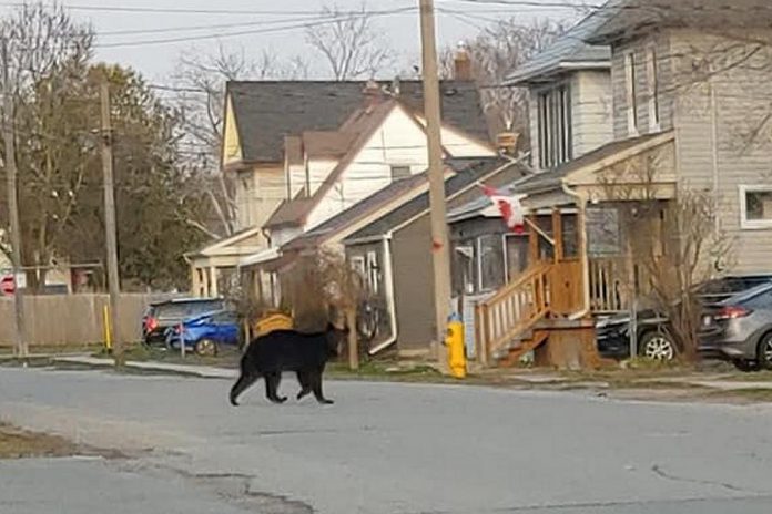 As black bear spotted in the area of Romaine and Monaghan in Peterborough on the morning of April 19, 2020. (Photo via Sarah Nyarota / Facebook)