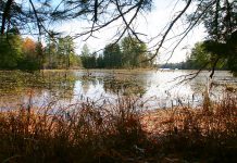 The Christie Bentham Wetland is a provincially significant wetland located just south of Burleigh Falls. Also known as the Clear Lake North Wetland, this property was recently purchased by the Kawartha Land Trust to be protected in perpetuity. Development has already erased more than 70 per cent of the wetlands across southern Ontario. (Photo: Jenn McCallum)