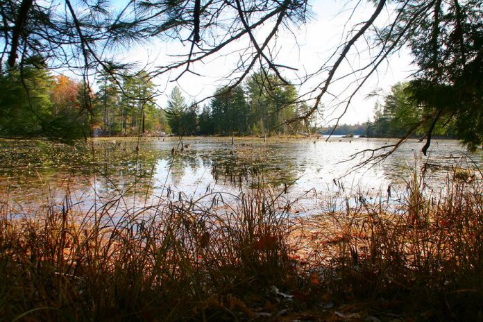 The Christie Bentham Wetland is a provincially significant wetland located just south of Burleigh Falls. Also known as the Clear Lake North Wetland, this property was recently purchased by the Kawartha Land Trust to be protected in perpetuity. Development has already erased more than 70 per cent of the wetlands across southern Ontario. (Photo: Jenn McCallum)