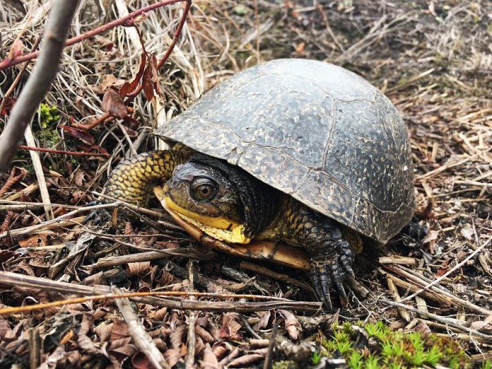 Wetlands provide essential habitat for many endangered and at-risk species such as the Blanding's Turtle (Emydoidea blandingii), currently listed as threatened under both the provincial Endangered Species Act and the federal Species at Risk Act.  (Photo: Leif Einarson)