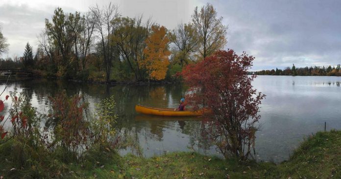 Canadian Canoe Museum executive director Carolyn Hyslop paddling in Little Lake beside the Johnson property, the planned location for the museum's new facility. (Photo: Canadian Canoe Museum)