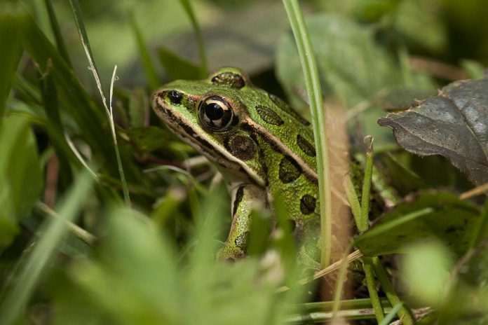 Northern leopard frogs survive the winter thanks to concentrations of glucose in their heart and other vital organs. This prevents their organs from freezing. (Photo: Leif Einarson)