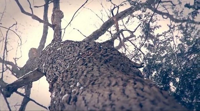 Local filmmaker Cara Mumford's short film "The Oldest Tree in the World", which screened at the 2018 ReFrame Film Festival, is a tribute to the oldest sugar maple in the region, located in Mark S. Burnham Provincial Park in Peterborough. (Photo: Cara Mumford)