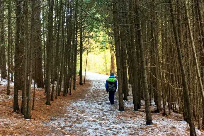 There are lots of options to enjoy nature in the Peterborough area this winter, including several hidden gems including Robert Johnston Eco Forest. Owned and maintained by Douro-Dummer Township, Robert Johnston Eco Forest offers several lovely forested trails and a stunning view over rolling hills. (Photo: Leif Einarson)