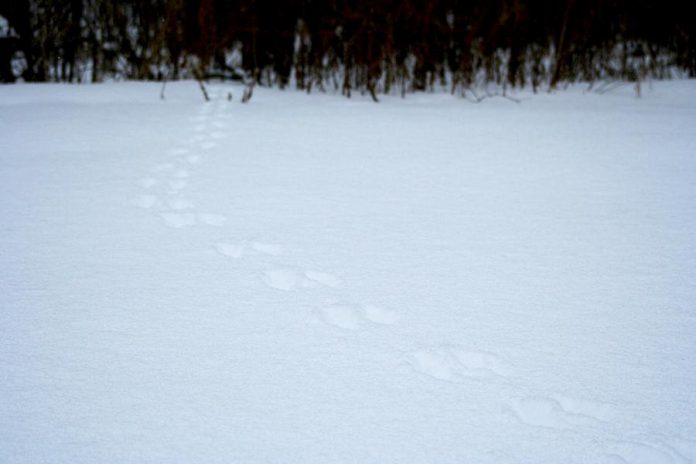 Winter is a great time to find wildlife tracks like these grey squirrel tracks found in GreenUP's Ecology Park. Take a photo and use apps like iNaturalist to help you identify the animal that created them.  (Photo: Karen Halley)