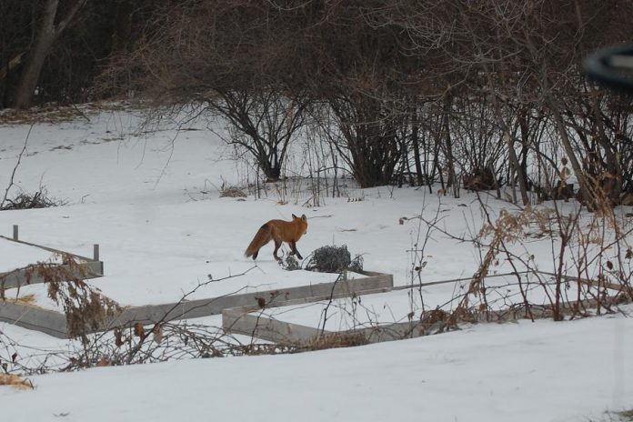  Red foxes share our urban neighbourhoods. Keep your eyes peeled for their startingly bright red coat as these timid creatures are fast. Learn more about them on inaturalist.org. (Photo: Jackie Donaldson)