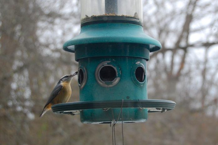 You can enjoy nature in your own backyard. Attract birds, like this red-breasted nuthatch, by installing a bird feeder. Visit Cornell University's allaboutbirds.org for detailed information on our feathered neighbours. (Photo: Jackie Donaldson)