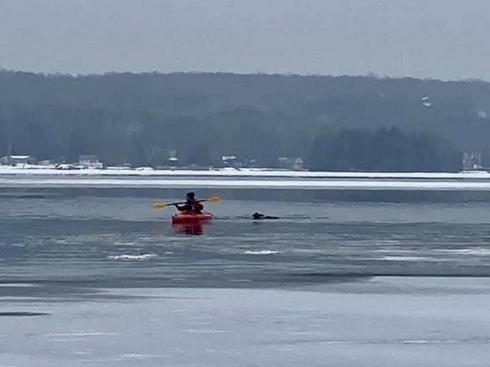 Rob heads out in his kayak to rescue a deer that had fallen through the ice on Lower Buckhorn Lake. (Photo: Shelley Fine / Facebook)