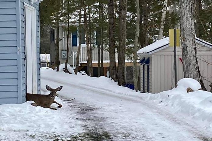 After sleeping for three hours, the deer woke up and took off into the woods. (Photo: Shelley Fine / Facebook)