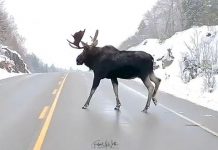 A video of a moose crossing a highway in Algonquin Park by Jesse Villemaire and Susan Brown of Follow Me North Photography was our top post on Instagram in 2020. (Screenshot of video by @followmenorth / Instagram)