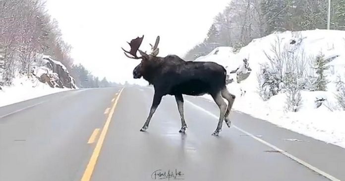 A video of a moose crossing a highway in Algonquin Park by Jesse Villemaire and Susan Brown of Follow Me North Photography was our top post on Instagram in 2020. (Screenshot of video by @followmenorth / Instagram)