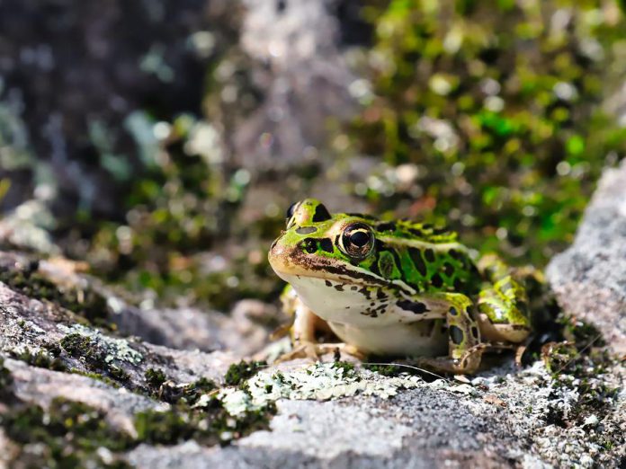A leopard frog suns on a lichen-covered rock in the traditional territory of the Michi Saagiig (Mississauga) Anishinaabek. (Photo: Gary Pritchard Jr.)