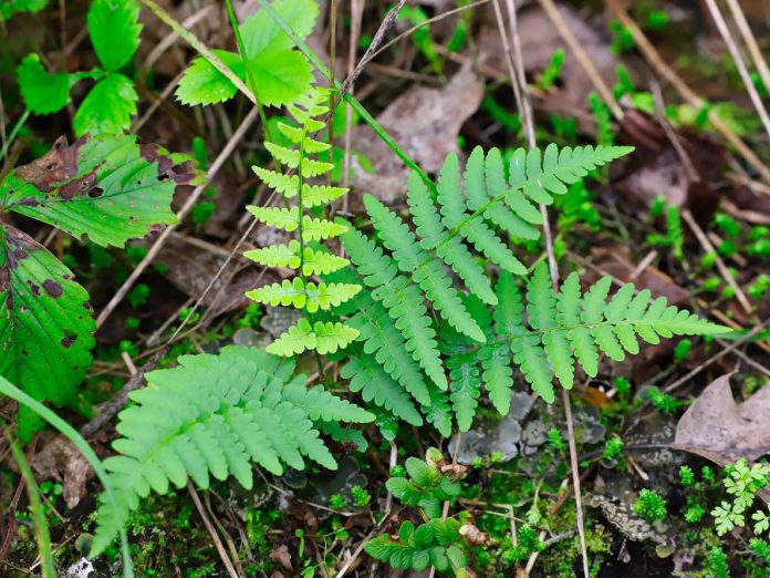 A forest floor in Nogojiwanong (Peterborough). Nogojiwanong is the Ojibwa word for "place at the end of the rapids". It is located within the traditional territory Michi Saagiig (Mississauga), part of the land covered by Treaty #20 and the Williams Treaty. (Photo: Gary Pritchard Jr.)