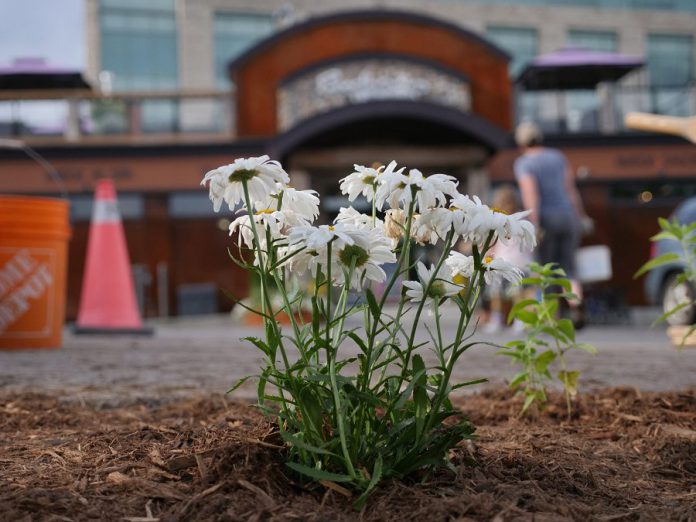 In summer 2019, Peterborough GreenUP's Depave Paradise program and the Downtown Vibrancy Project planted a new garden at Euphoria Wellness Spa in downtown Peterborough. When impermeable asphalt is replaced by greenspace, it allows for water infiltration, reduces flooding and runoff, and creates much more inviting space. (Photo courtesy of GreenUP)