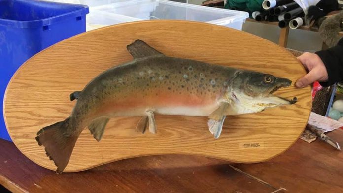 John Hulcoop has donated this mounted display of a rainbow trout to Gamiing Nature Centre. (Photo: Gamiing Nature Centre / Facebook)