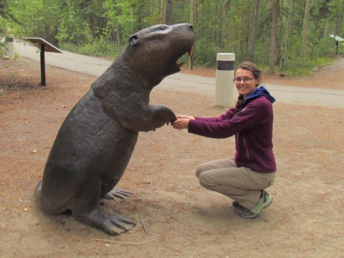 Tessa Plint, a former researcher with Western University in London, poses with a statue of the giant beaver at Yukon Beringia Interpretive Centre. The bear-sized rodent is thought to have gone extinct more than 10,000 years ago during the last ice age. (Photo: Western University)