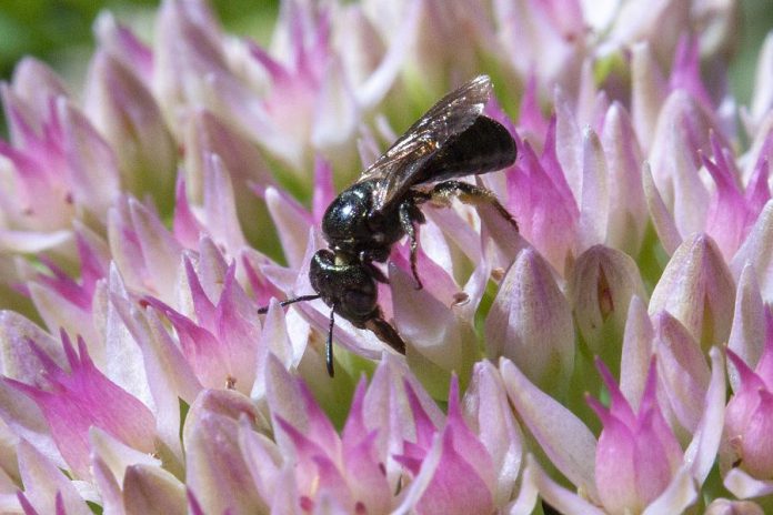 A small carpenter bee on sedum flowers. These bees are named after their nesting habitat in dead wood, stems, or pith. Lightly metallic or blue in colour when viewed carefully, these small bees are excellent buzz pollinators of eggplant, tomato, and other vegetables. Buzz pollinating is a type of pollination that involves vibrations that release pollen from flowers while also fertilizing them.  (Photo: Leif Einarson)
