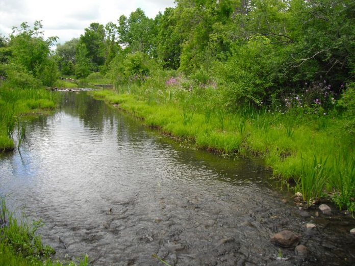 "Clean Water and Sanitization" is one of the UN Sustainable Development Goals that is a priority for Peterborough/Nogojiwanong. For many Indigenous communities, clean water is not easily accessible. Until we address this, we are failing at ensuring a sustainable and healthy world for all. (Photo: Otonabee Conservation)