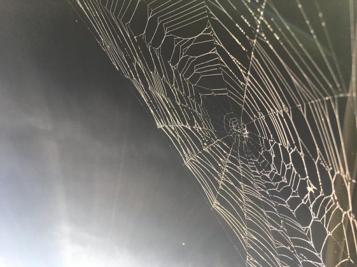 Like this spider web, all 17 of the UN Sustainable Development Goals are interconnected. They work together to ensure peace and prosperity for people and the planet, now and into the future. (Photo: Leif Einarson)