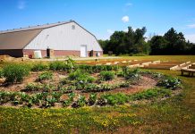 Sheet Seven Community Garden, located behind the Peterborough Curling Club at 2195 Lansdowne Street West, in July 2020 with raised garden beds under construction. Allotment plots of various sizes are now available with annual fees from $35 to $125 depending on the size. (Photo courtesy of Pauline Orpwood / Peterborough Curling Club)