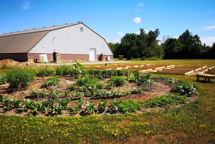 Sheet Seven Community Garden, located behind the Peterborough Curling Club at 2195 Lansdowne Street West, in July 2020 with raised garden beds under construction. Allotment plots of various sizes are now available with annual fees from $35 to $125 depending on the size. (Photo courtesy of Pauline Orpwood / Peterborough Curling Club)