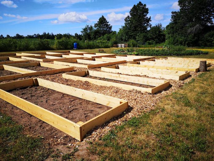 Raised gardens under construction in July 2020 at Sheet Seven Community Garden, located behind the Peterborough Curling Club at 2195 Lansdowne Street West. Sheet Seven is now accepting applications for leasing allotment plots at the community garden for the 2021 growing season. (Photo courtesy of Pauline Orpwood / Peterborough Curling Club)