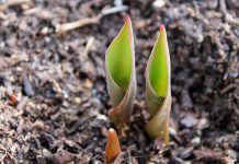 Spring tulips. (Stock photo)