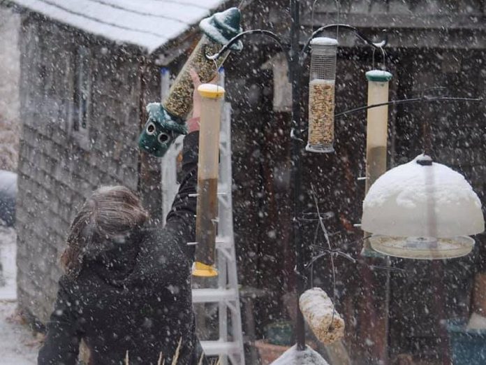 Birdwatching has surged in popularity during the pandemic, keeping Avant-Garden Shop owner Brenda Ibey busy filling orders for birdseed and backyard birding supplies including feeders. (Photo courtesy of The Avant-Garden Shop)