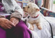 ElderDog Canada is a national charity dedicated to ageing people, ageing dogs, and the human-animal bond. The organization is planning to launch a local chapter ("Pawd") in Peterborough this summer. (Stock photo)