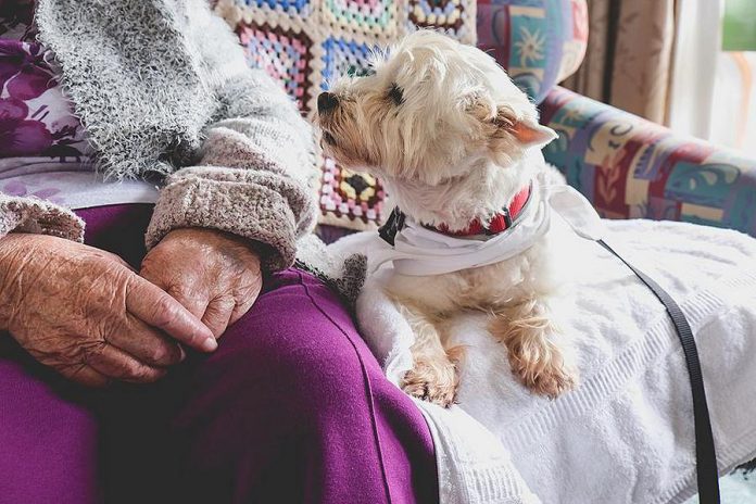 ElderDog Canada is a national charity dedicated to ageing people, ageing dogs, and the human-animal bond. The organization is planning to launch a local chapter ("Pawd") in Peterborough this summer. (Stock photo)