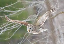 This photo of a barred owl in flight in the Kawartha Lakes by Carolyn Camp Images was our top Instagram post in March 2021 with more than 15,700 impressions. (Photo: Carolyn Camp Images @ccamp.images.art / Instagram)