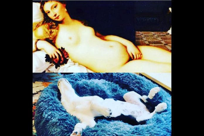 Peterborough author and online bookstore owner Michelle Berry's pandemic puppy Maybe has been putting his posing skills to good use by mimicking famous paintings, such as 