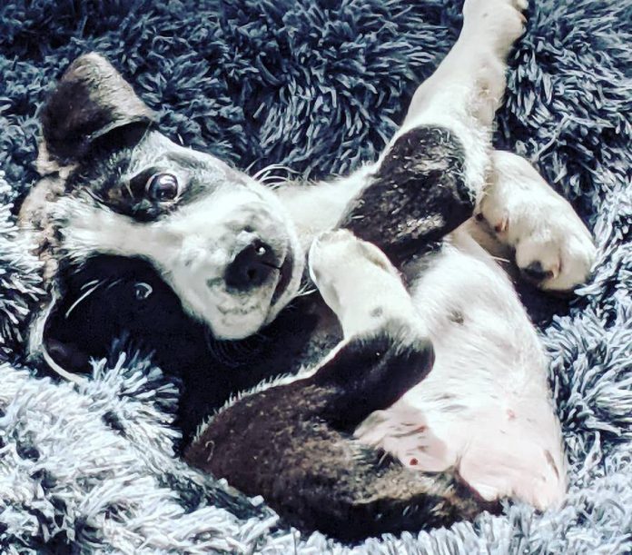 After Michelle Berry posted this photo of her puppy Maybe on social media as a portrait by Picasso, she was inspired to start adding famous works of art to her photos of Maybe in different poses. (Photo courtesy of Michelle Berry)