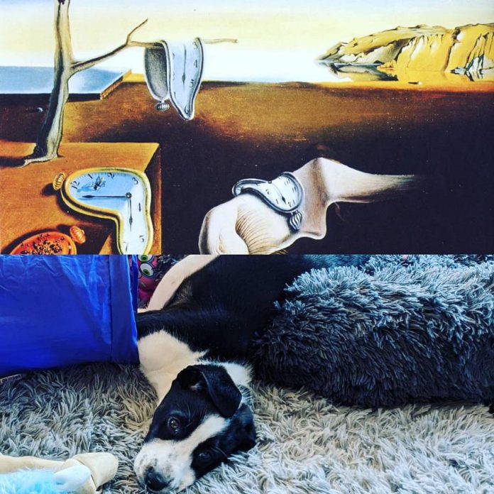 "The Persistence of Memory" by Spanish artist Salvador Dali and Maybe. (Photo courtesy of Michelle Berry)