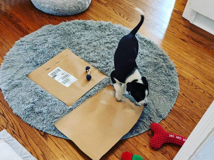 Maybe assists Michelle Berry, who runs her online bookstore Hunter Street Books from her home, with the opening and disposal of cardboard boxes. (Photo courtesy of Michelle Berry)