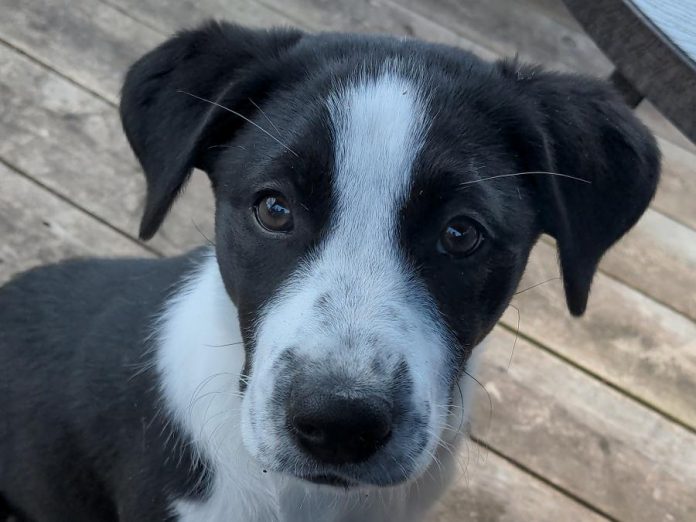A little over three months old, Michelle Berry's pup named Maybe is a female Australian shepherd, collie, and lab mix. (Photo courtesy of Michelle Berry)
