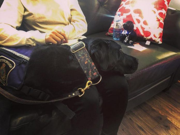 Pixie, who was trained by National Service Dogs, helps provide people experiencing trauma with positive physical and neurological impacts. Here she is providing emotional support to a young victim. (Photo: Alice Czitrom / @ptbopoliceK9pixie  Instagram)