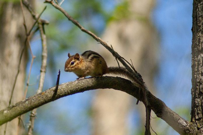 While wildlife at GreenUP's Ecology Park in Peterborough is returning to life as usual this spring, human visitors to the Native Plant and Tree Nursery are required to once again follow COVID-19 public health guidelines, including physical distancing and wearing masks. The nursery opens for the 2021 season on Saturday, May 22. (Photo: Leif Einarson)