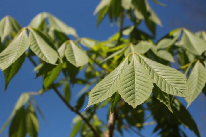 This Ohio Buckeye (Aesculus glabra) sapling at the Ecology Park Native Plant and Tree Nursery shows off how early in the spring it grows its serrated compound leaves. Buckeye leaves are also quick to turn gold in the fall. This is Canada's only native species of Aesculus. To discourage large crowds during the pandemic, there will be no big sale of plants and trees at the nursery in 2021. (Photo: Leif Einarson)