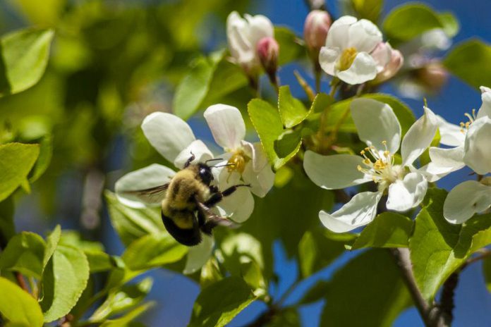 A native bumblebee enjoys the nectar of a Dolgo Crabapple sapling, for sale at the Ecology Park Native Plant and Tree Nursery. Trees that bloom in early spring are crucial for native pollinators. The Dolgo crabapple provides relatively sweet fruit and easily cross-pollinates with other apple trees.  You can purchase native plants and trees at the nursery from Thursdays to Sundays beginning May 22, 2021. (Photo: Leif Einarson)