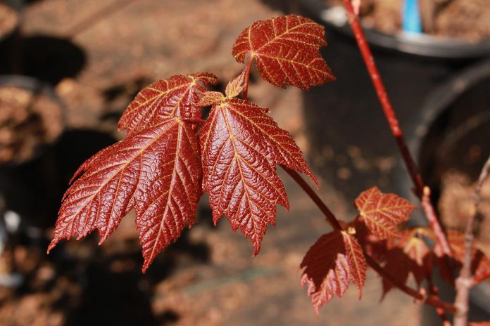 A red maple (Acer rubrum) sapling at the the Ecology Park Native Plant and Tree Nursery, which opens for the 2021 season on Saturday, May 22. Red maples are known for brilliant red and yellow fall colours, and they do well in a variety of soil types. As a hardwood, red maples not only help remove carbon from the atmosphere, but also serve as excellent material for creating furniture and flooring at the end of their natural lifespan. (Photo: Leif Einarson)