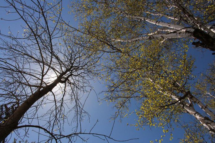 As you look up just beside the Children's Education Shelter at Ecology Park, you'll see that this old White Birch is leafing out sooner than the Ash beside it. As Peterborough's trees age, landowners can keep the 'neighbourwoods' of the future green and vibrant by adding appropriate native trees to their properties. (Photo: Leif Einarson)