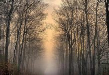 This photo of a misty country backroad in Selwyn Township by Memtyme was our top Instagram post in April 2021 with more than 13,600 impressions. (Photo: Memtyme @memtyme / Instagram)