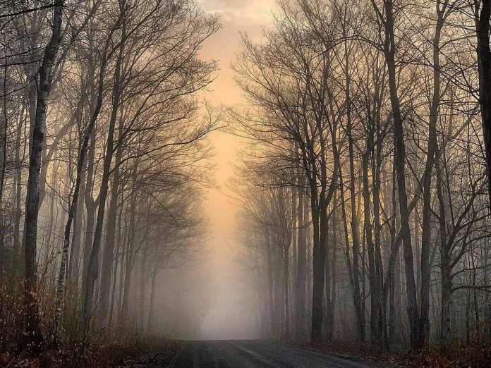 This photo of a misty country backroad in Selwyn Township by Memtyme was our top Instagram post in April 2021 with more than 13,600 impressions. (Photo: Memtyme @memtyme / Instagram)