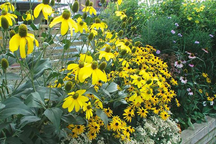 "Daisy World", an artists' garden by Sandra Rechico installed at Harbourfront Centre in Toronto in 2004. For summer 2021, the City of Peterborough's public art program is seeking artists to install temporary gardens at four sites along Hunter Street West in downtown Peterborough. (Photo: Harbourfront)