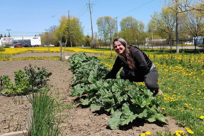 Jill Bishop with the Nourish Project with a patch of rhubarb at the Cavalry Community Garden in Peterborough's Kawartha Heights neighbourhood.  (Photo courtesy of GreenUP) 