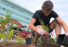 GreenUP's executive director Brianna Salmon plants a native grass at Jiimaan'ndewemgadnong Pocket Park, located at the corner of King and Water Streets in downtown Peterborough. Native plants are an ideal choice for a low-maintenance garden, as their root systems can accommodate both drought and heavy rainfall. (Photo: GreenUP)