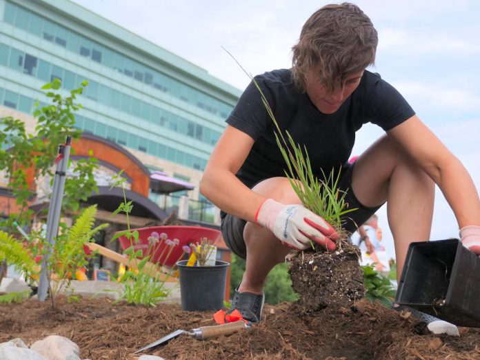 GreenUP's executive director Brianna Salmon plants a native grass at Jiimaan'ndewemgadnong Pocket Park, located at the corner of King and Water Streets in downtown Peterborough. Native plants are an ideal choice for a low-maintenance garden, as their root systems can accommodate both drought and heavy rainfall. (Photo: GreenUP)